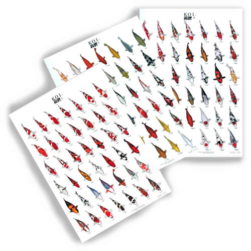 Small Koi Variety Poster Set of 3