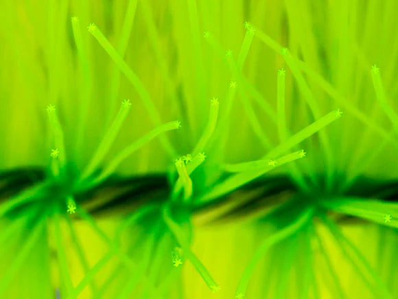 Mountain tree Hexagonal Filter Brush